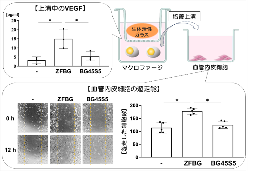 免疫細胞が血管をつくり骨再生を促進 ―新規生体活性ガラスによる再生医療の新戦略―