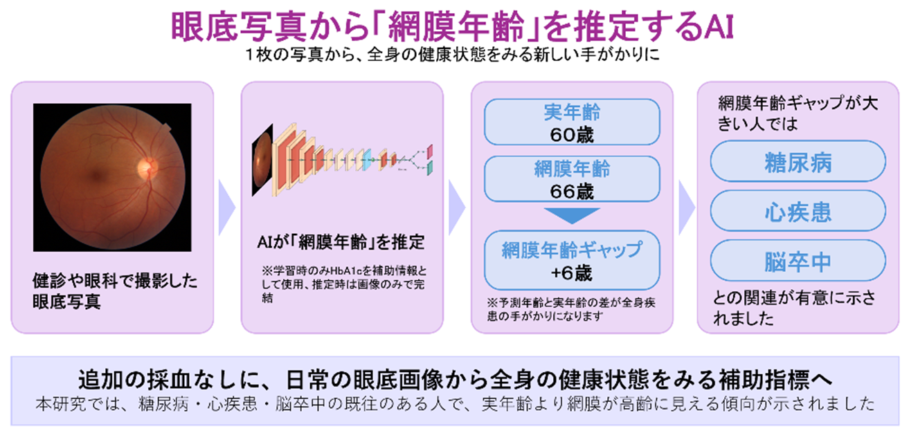 1枚の眼底写真から体の年齢を示す「網膜年齢」を推定するAIを開発