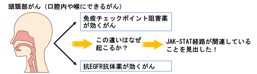 頭頸部がん治療で「どの薬が効きやすいか」を予測する新指標を発見－一人ひとりにあった「精密医療」の実現へ－