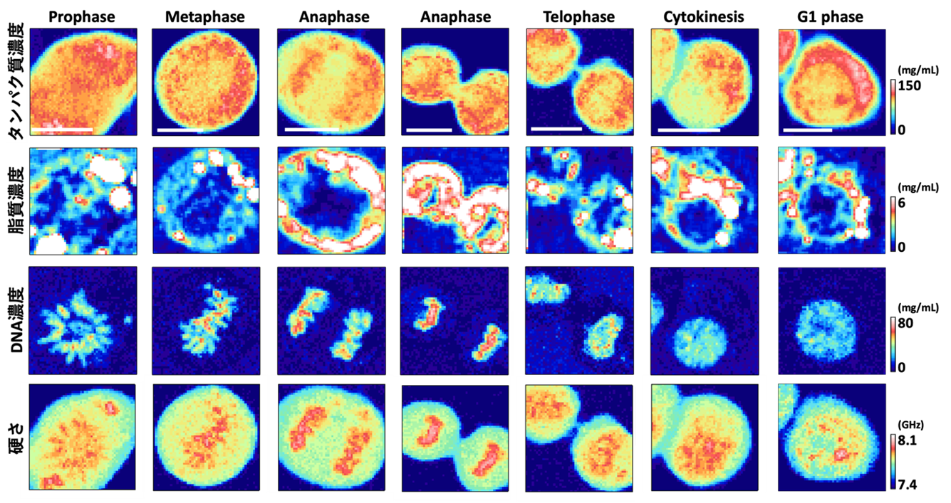 核の中のDNAの詰まり具合は脂質が決める ～ヘテロクロマチンの新しい制御機構の提案～