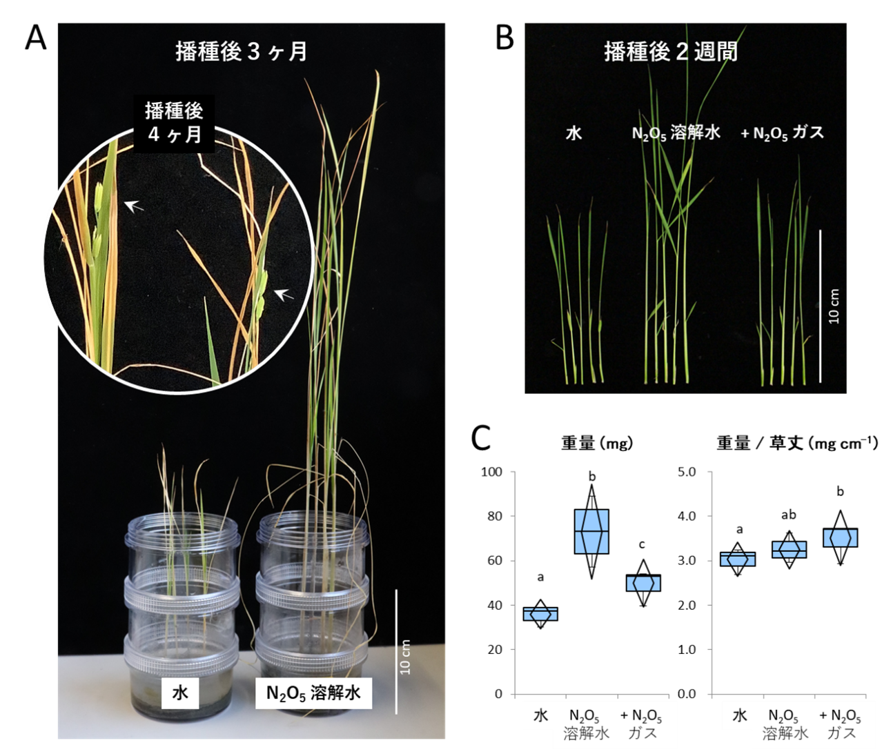 プラズマによる窒素固定で月面農業を実現へ ―宇宙での食料自給と植物の健全成長を両立―
