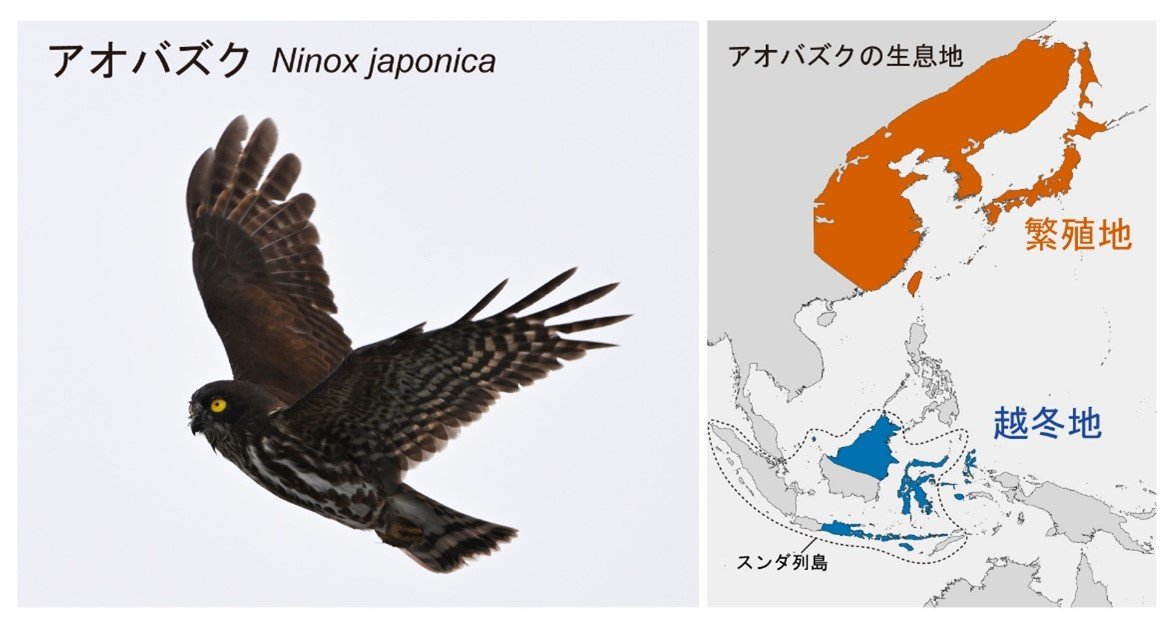 海を越えるフクロウ類：アオバズクの渡り経路を解明 ―世界最長の海上移動と、その先に待つ大規模プランテーション―