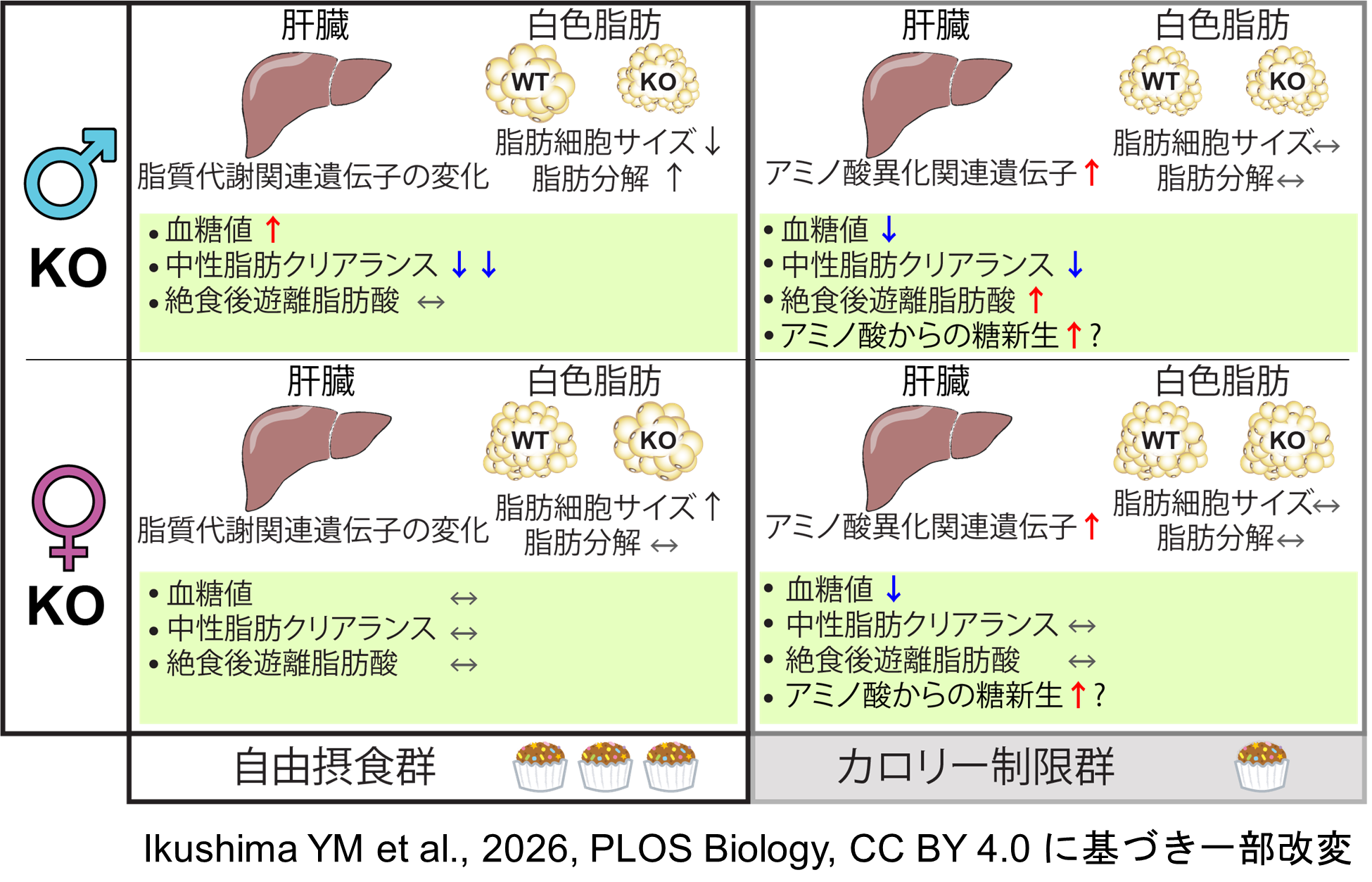 脂肪由来のホルモン「アディポネクチン」のカロリー制限時の働きを明らかに ―アディポネクチンの機能は食事条件と性別に依存する― 脂肪由来のホルモン「アディポネクチン」のカロリー制限時の働きを明らかに ―アディポネクチンの機能は食事条件と性別に依存する―