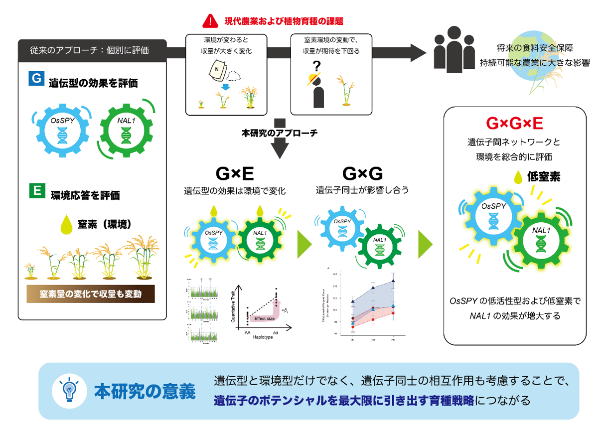 窒素量で変わるイネ収量遺伝子の協調的効果を発見―低窒素でも実る品種設計へ新たな手がかり― 窒素量で変わるイネ収量遺伝子の協調的効果を発見―低窒素でも実る品種設計へ新たな手がかり―