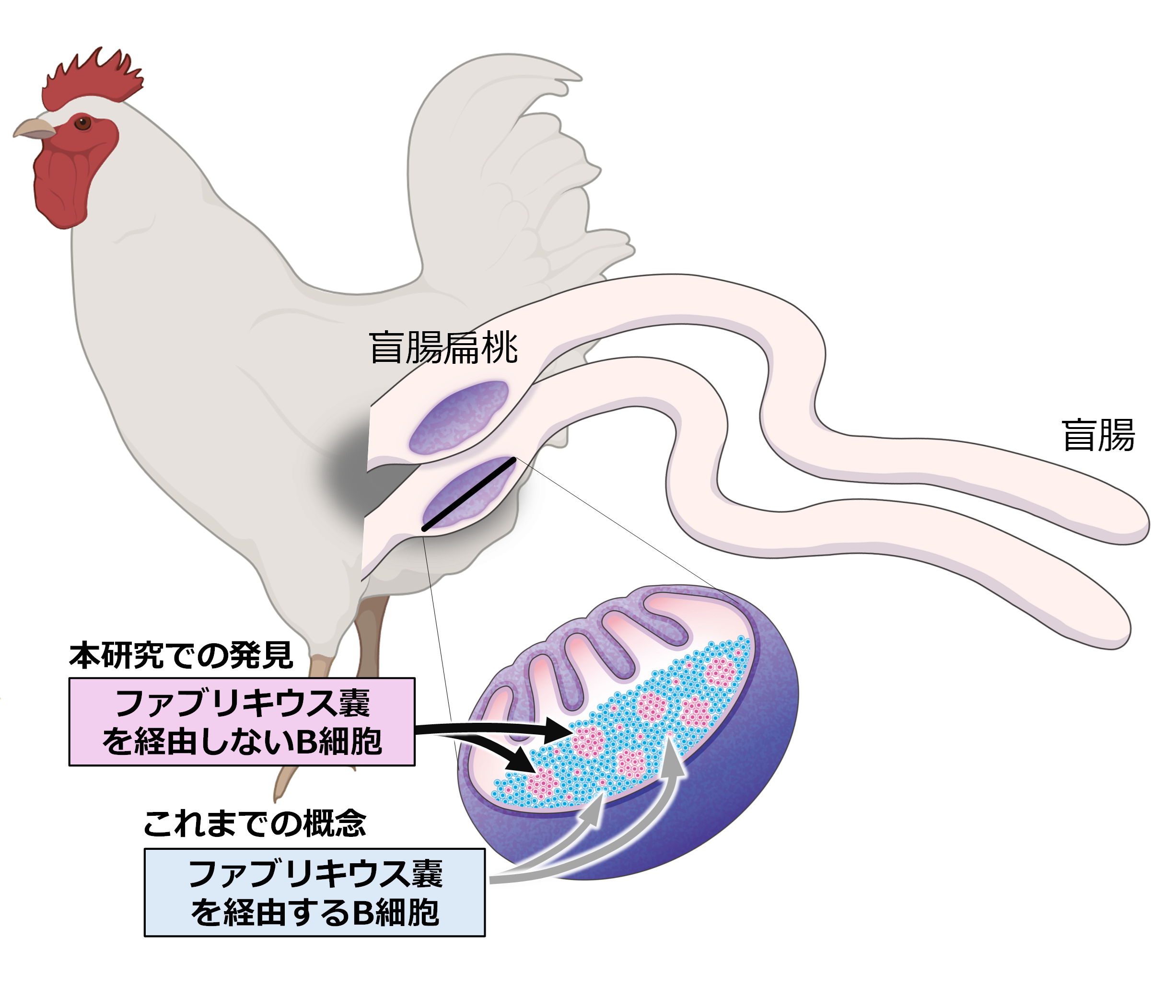 鳥類の免疫学の常識を覆す発見 ―教科書にないB細胞の分化経路を解明―