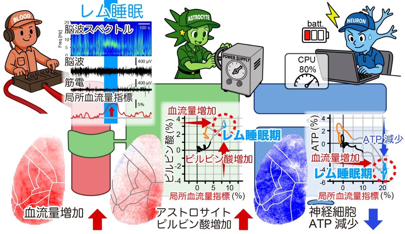 夢見る脳のエネルギーパラドックスを発見 －脳内代謝エネルギー供給増／神経細胞ATP減少の逆説－