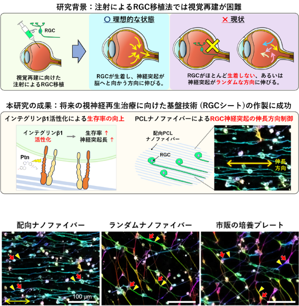 ヒトiPS細胞由来の網膜神経節細胞シートの作製技術を開発 ―緑内障による視神経障害に対する新たな細胞移植戦略に道筋― ヒトiPS細胞由来の網膜神経節細胞シートの作製技術を開発 ―緑内障による視神経障害に対する新たな細胞移植戦略に道筋―
