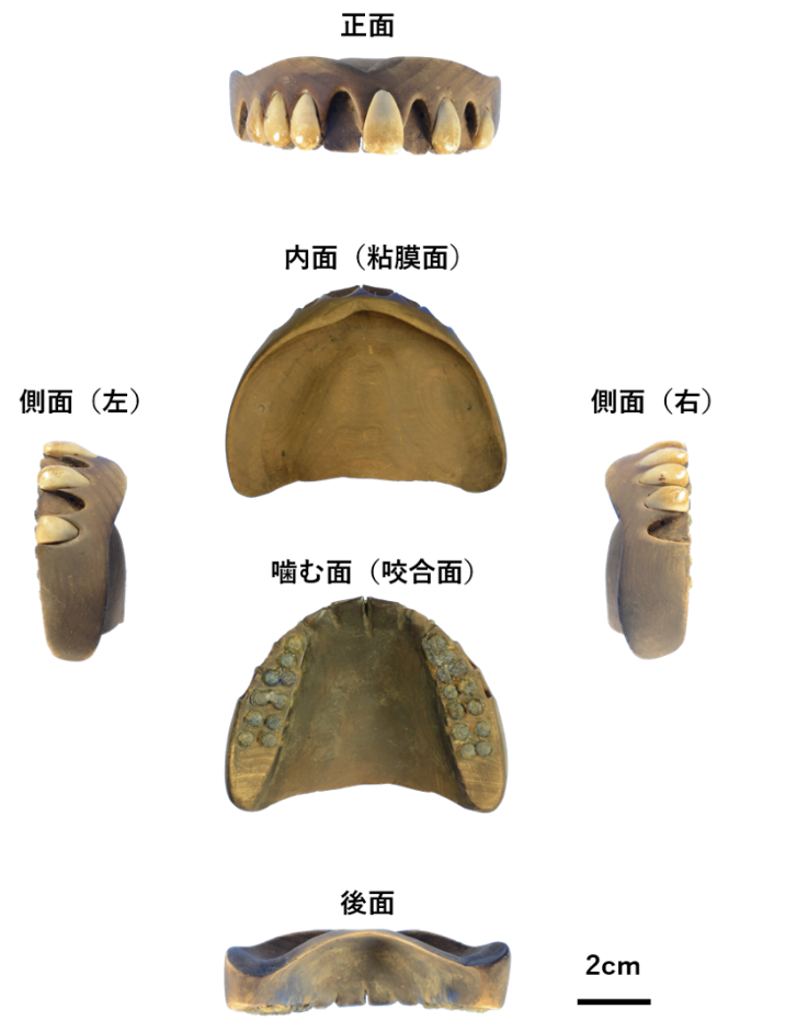 江戸時代の木製の義歯、三次元解析で優れた適合を証明 ―日本独自の歯科技術の再評価と個人識別への新たな応用へ―