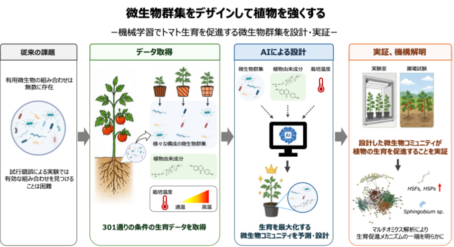 微生物群集をデザインして植物を強くする ―機械学習でトマト生育を促進する微生物群集を設計・実証―