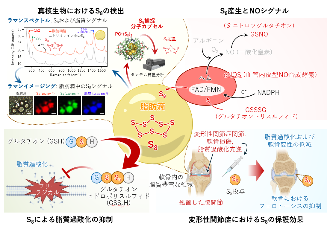 哺乳類が体内で「環状八硫黄S8」をつくることを発見 ―がん・老化・炎症・変形性関節症などの予防・治療法開発に期待―