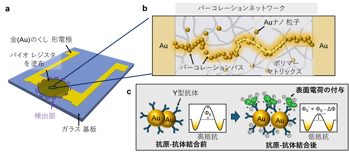 わずか30秒でタンパク質バイオマーカーを捉える新原理バイオセンサを開発 ―標識不要・簡素な構造で、在宅健康モニタリングや迅速診断の実現に期待―