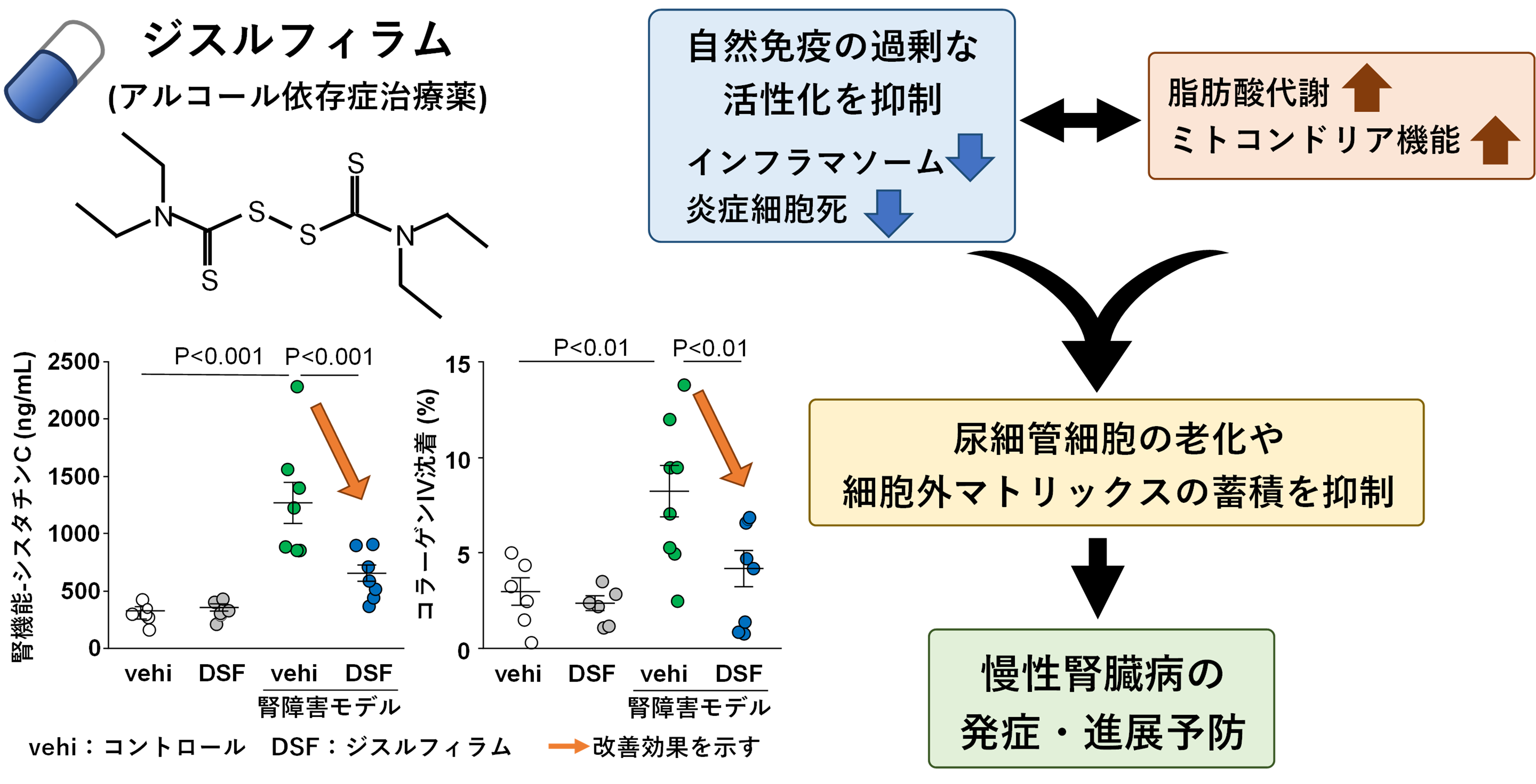 自然免疫を標的とした慢性腎臓病の新たな治療アプローチに繋がる可能性 ―既承認薬ジスルフィラムによる腎線維化抑制作用を示唆―