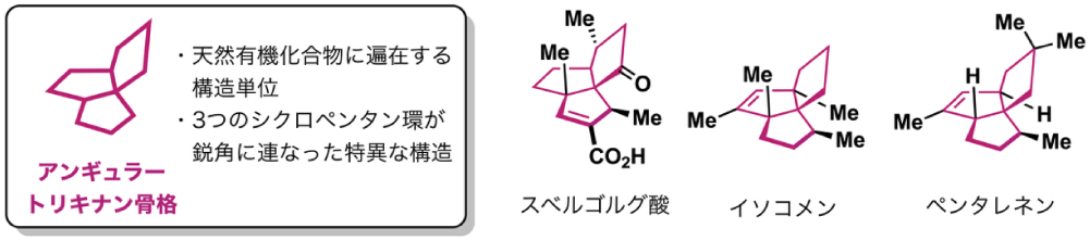 「骨格リモデリング」によるアンギュラー トリキナンテルペノイドの網羅的不斉合成に成功 ―天然有機化合物をベースとする創薬研究への貢献に期待―