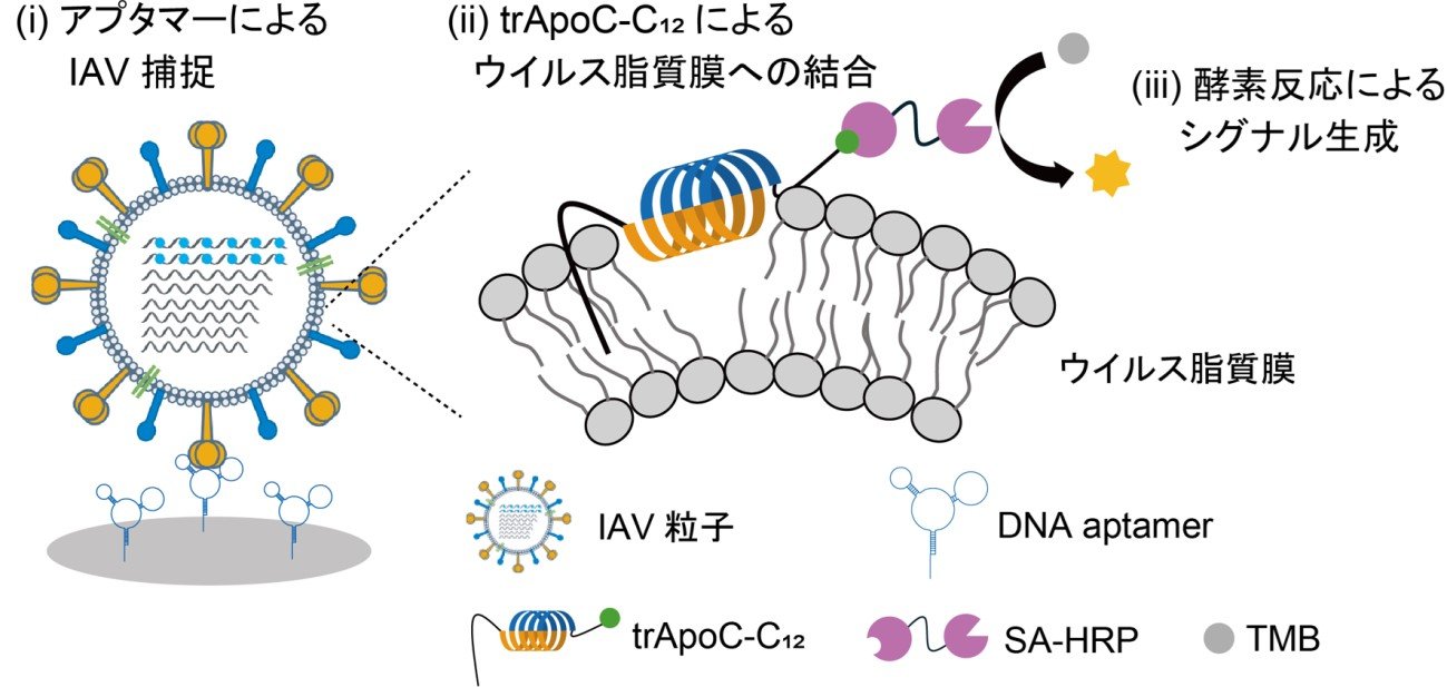 エンベロープウイルス粒子を検出するサンドイッチELISAを実現 ―脂質膜結合性リガンドの利用により「タンパク質」検出を「ウイルス粒子」検出に変換―