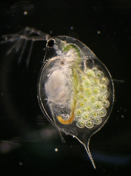 和名ミジンコ（Daphnia pulex）