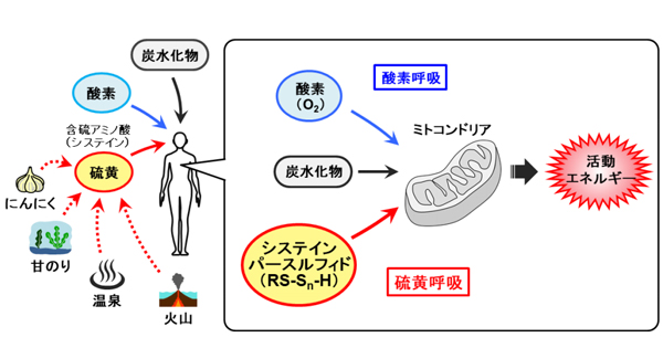 世界初 哺乳類における 硫黄呼吸 を発見 酸素 プレスリリース 研究成果 東北大学 Tohoku University