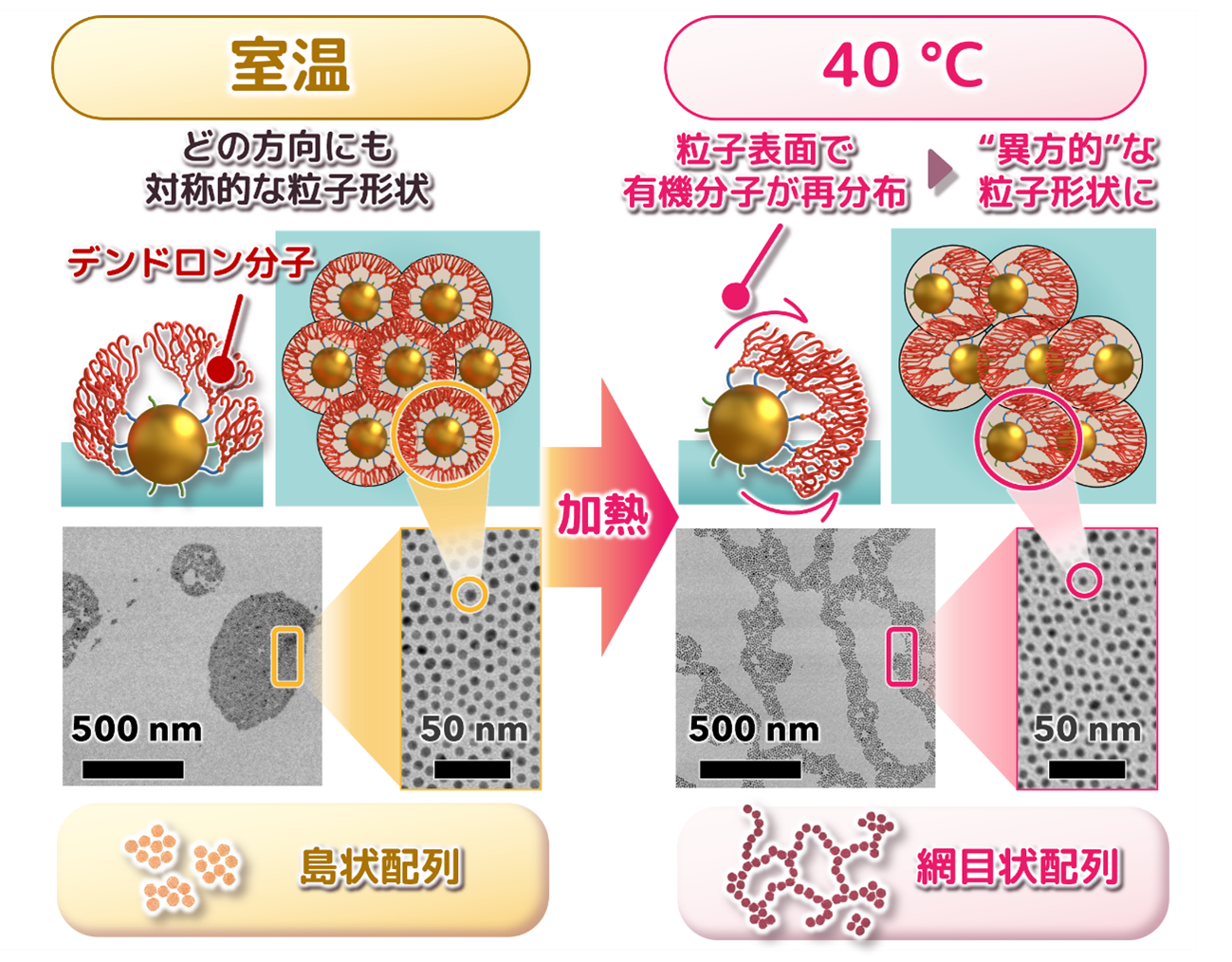 液体のように振る舞う金ナノ粒子！？〜表面分子の小さな変化が粒子集団を大きく操る〜