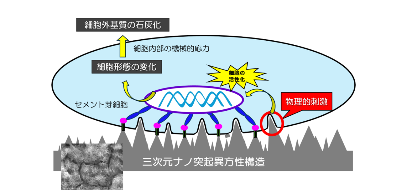 歯周組織再生を促すチタンナノ表面を開発―ナノテクノロジーにより歯周組織再生の鍵を握る細胞を制御―