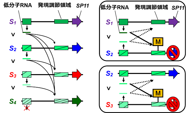 tohokuuniv-press20161220_01.png