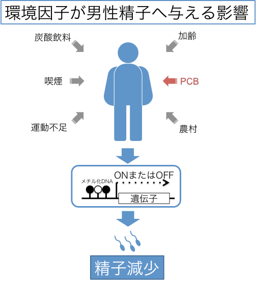 環境因子が男性精子へ与える影響