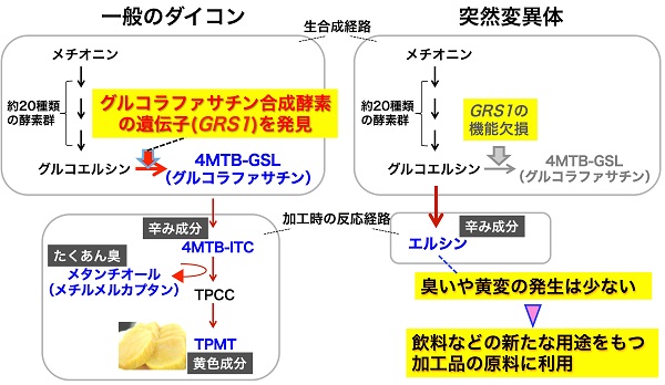 tohokuuniv-press20170303_01.jpg