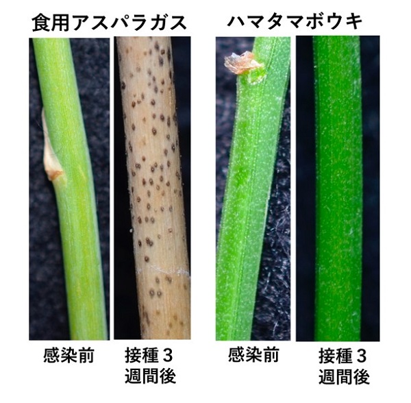 アスパラガス茎枯病の抵抗性に関与する遺伝子群を特定 プレスリリース 研究成果 東北大学 Tohoku University