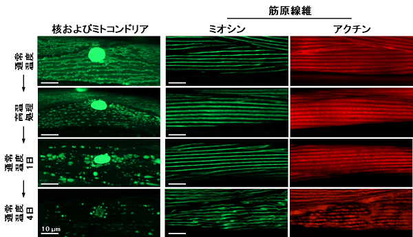 線虫の実験により 高温ストレスによる筋細胞の崩壊メ プレスリリース 研究成果 東北大学 Tohoku University