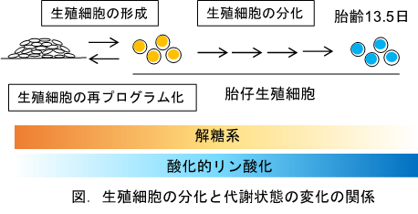 図：生殖細胞の分化と代謝状態の変化の関係