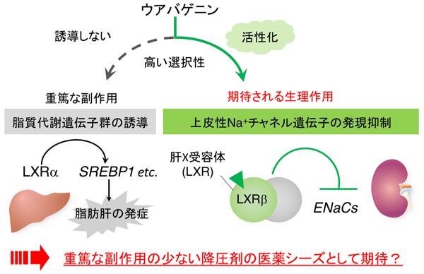 参考図