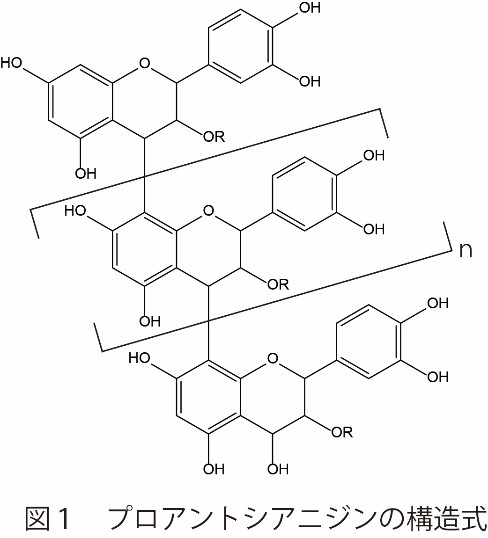 B型プロアントシアニジン